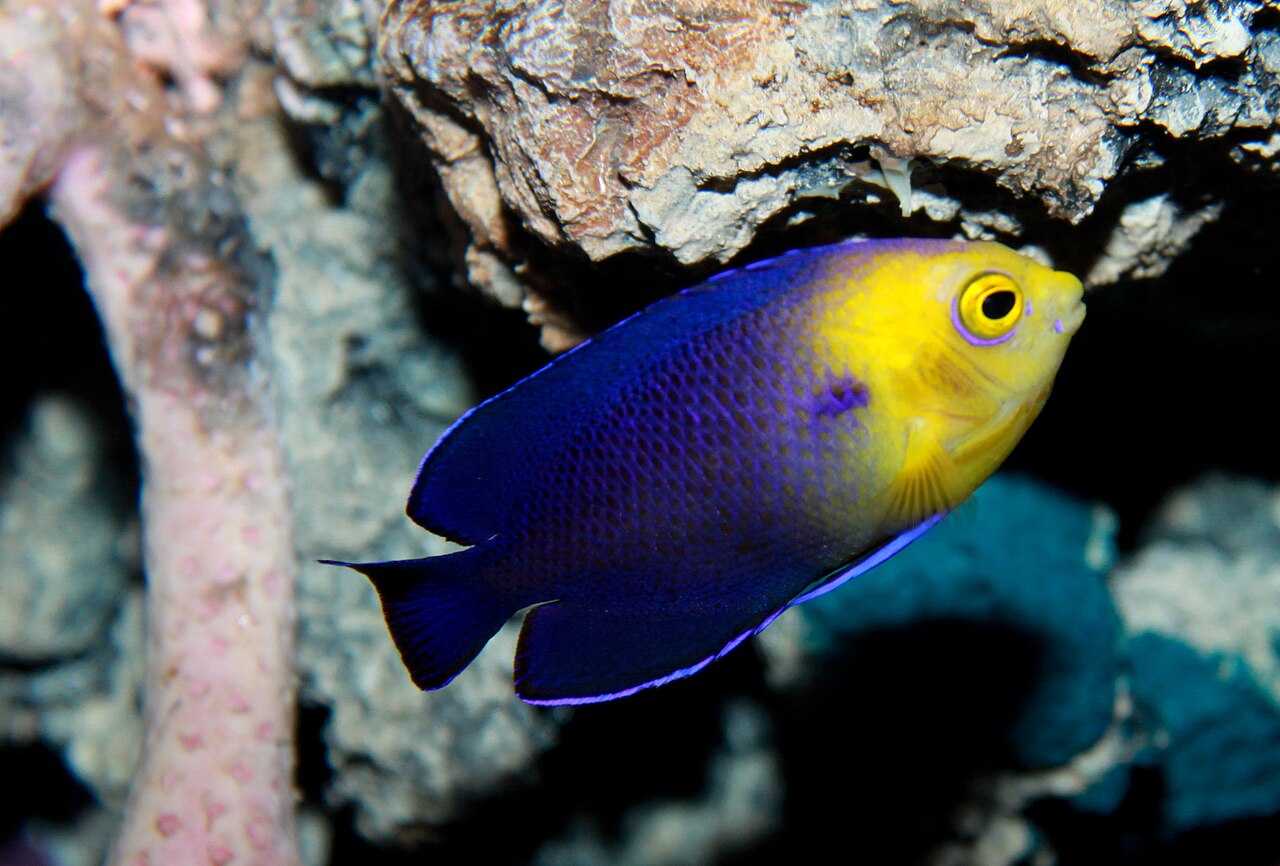 Cherubfish (Centropyge argi)