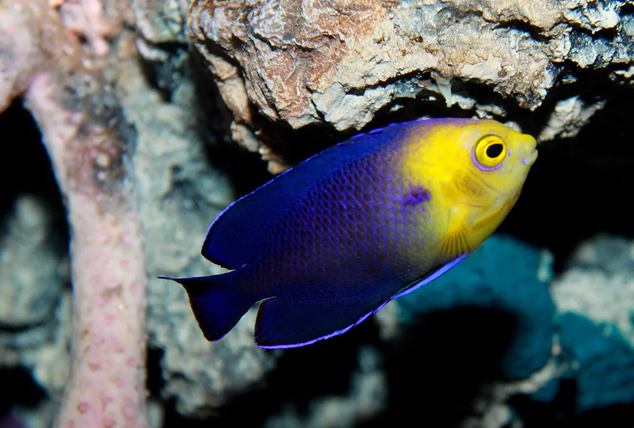 Cherubfish (Centropyge argi)