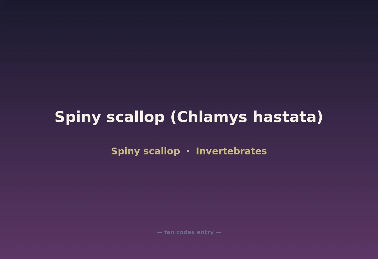 Spiny scallop (Chlamys hastata)