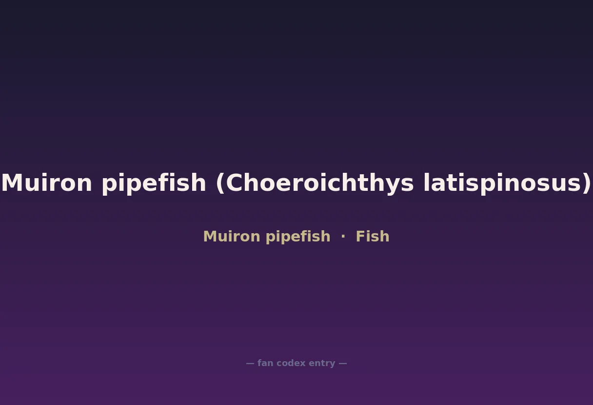 Muiron pipefish (Choeroichthys latispinosus)