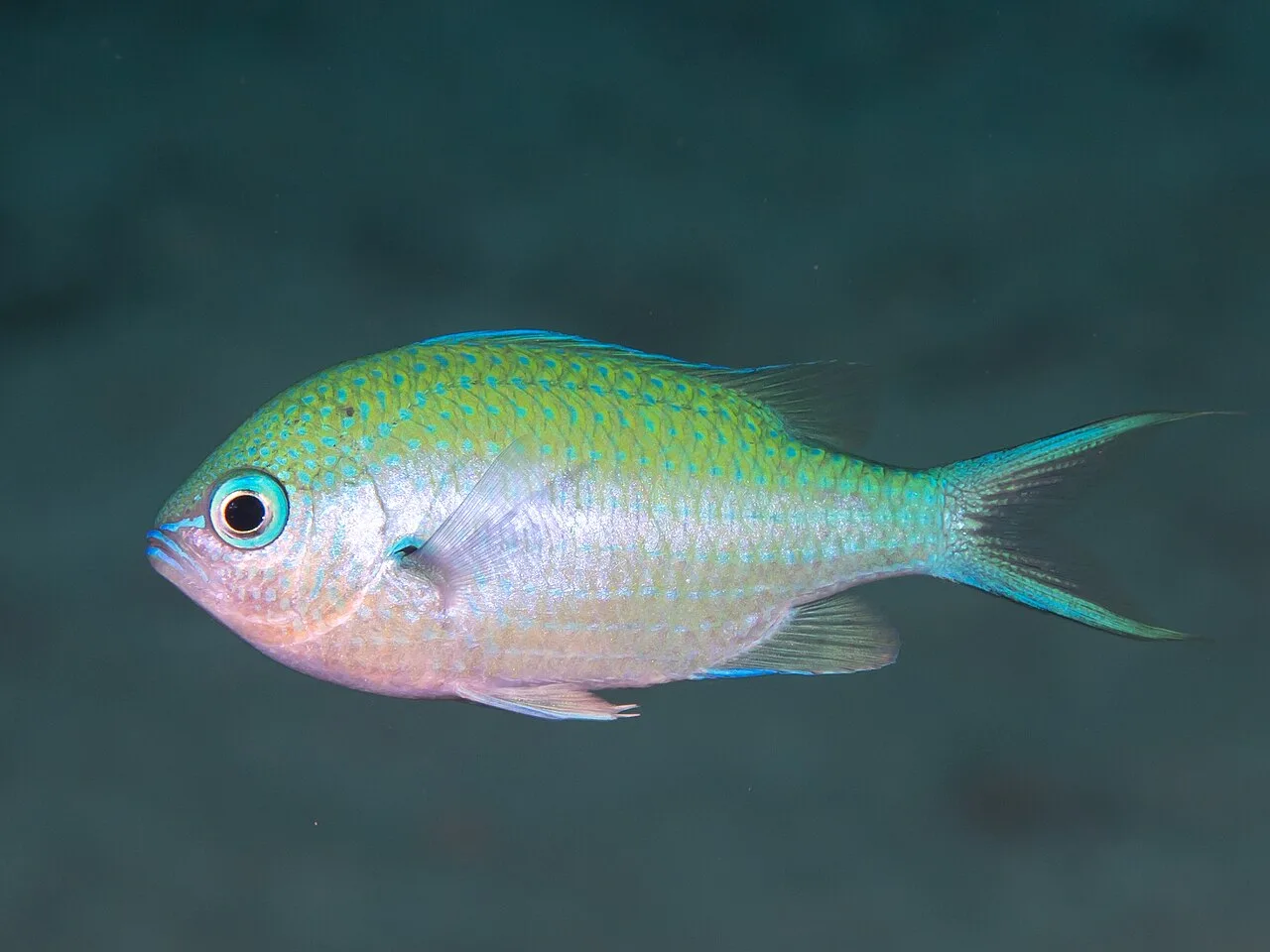 Black-axil chromis (Chromis atripectoralis)