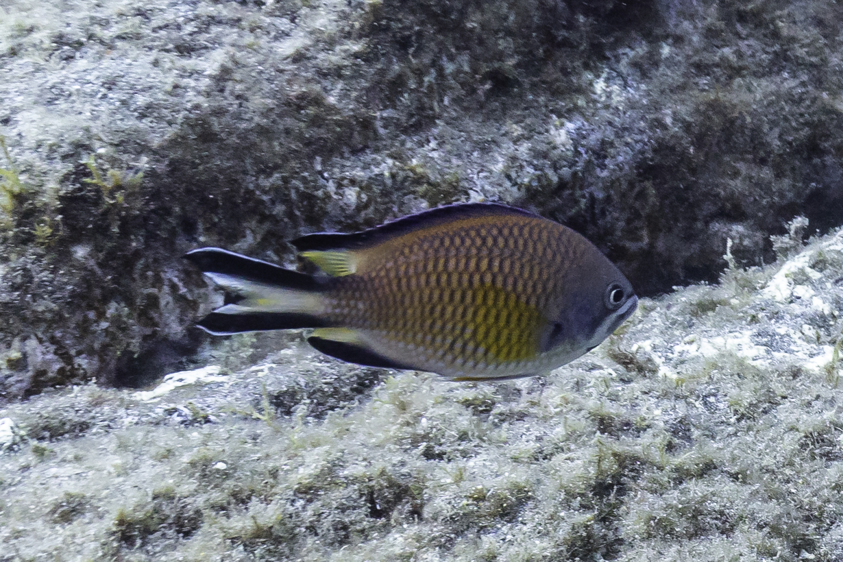 Azores chromis (Chromis limbata)
