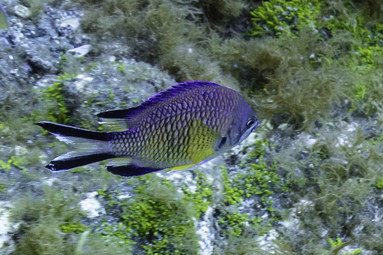 Azores chromis (Chromis limbata)