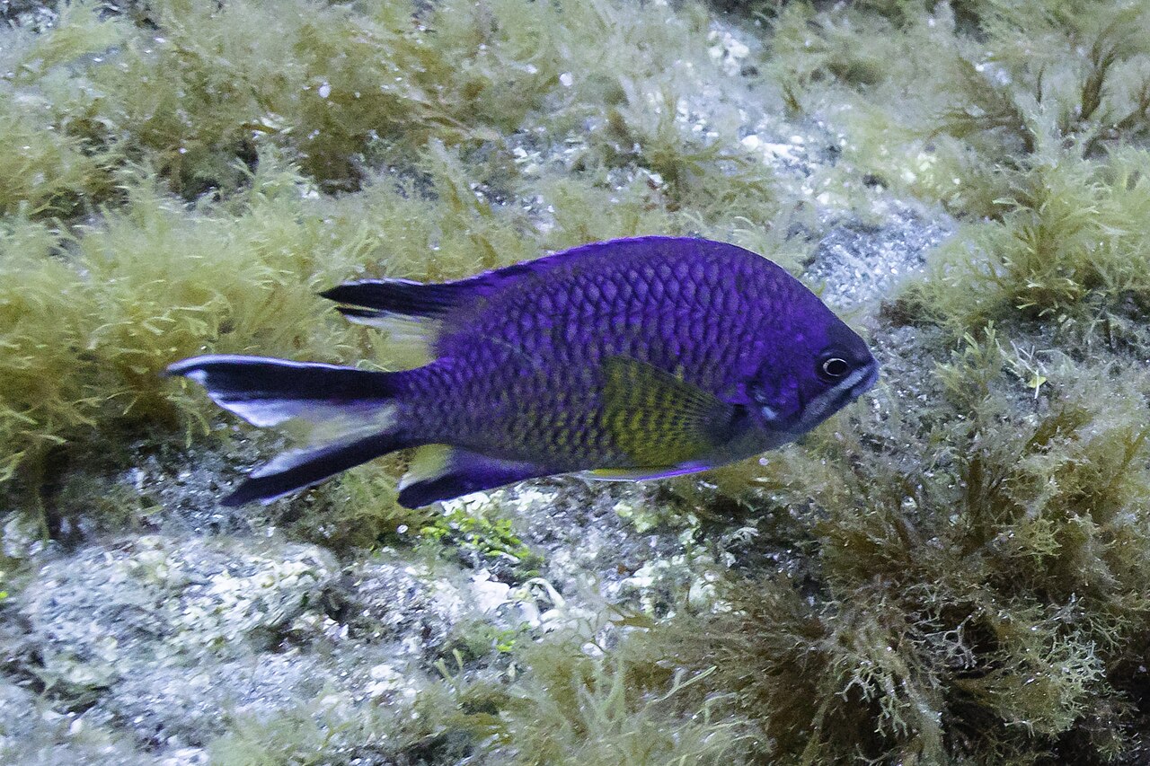 Azores chromis (Chromis limbata)