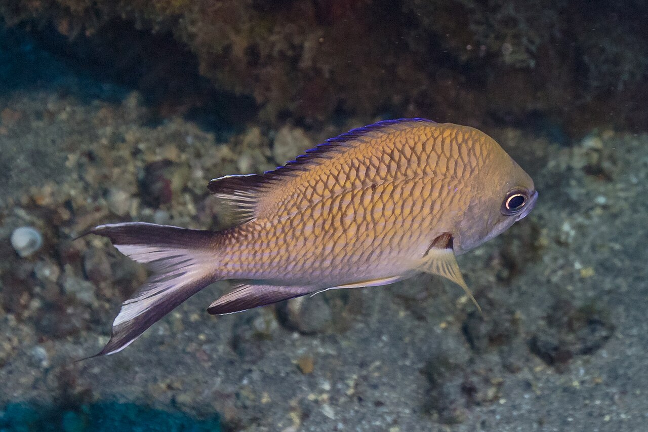 Azores chromis (Chromis limbata)
