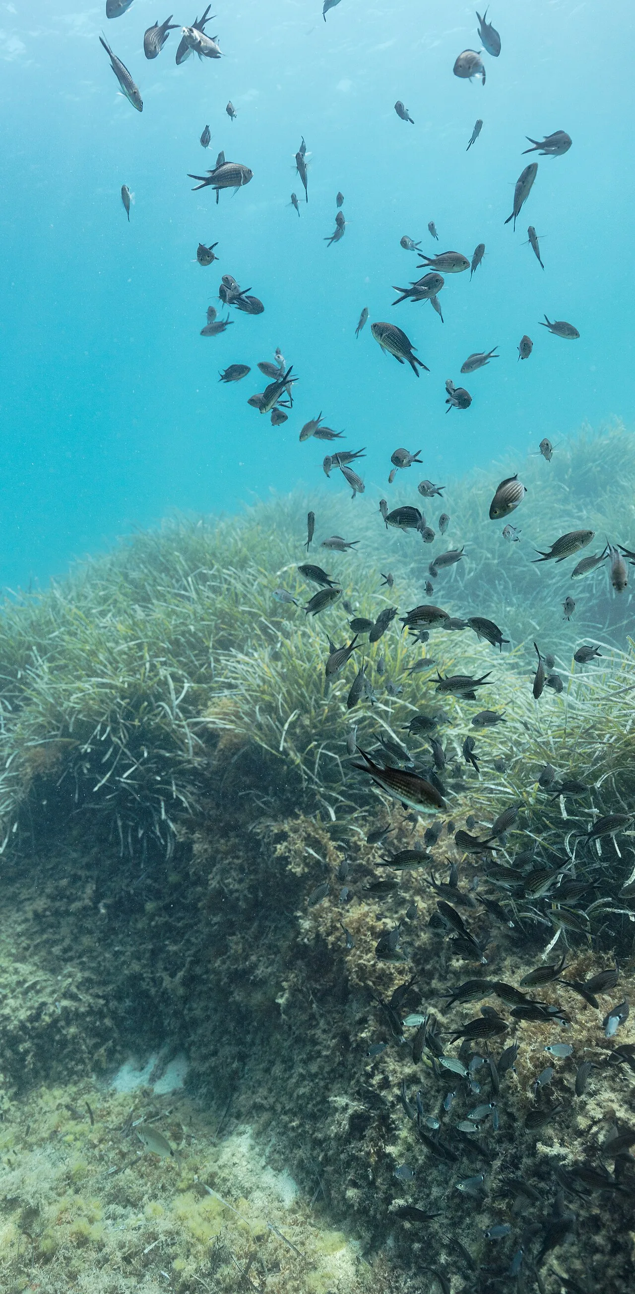 Azores chromis (Chromis limbata)