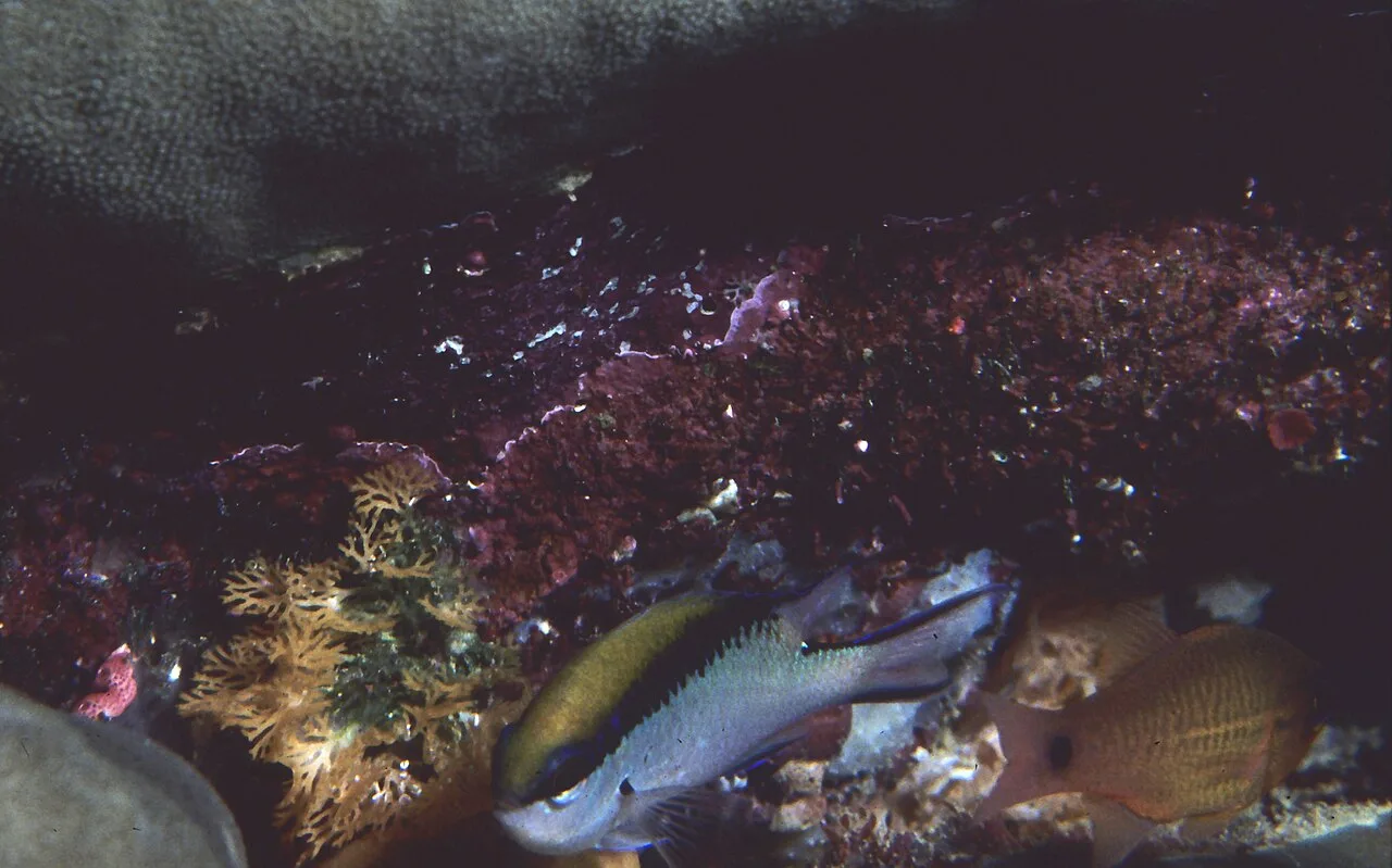 Barrier reef chromis (Chromis nitida)