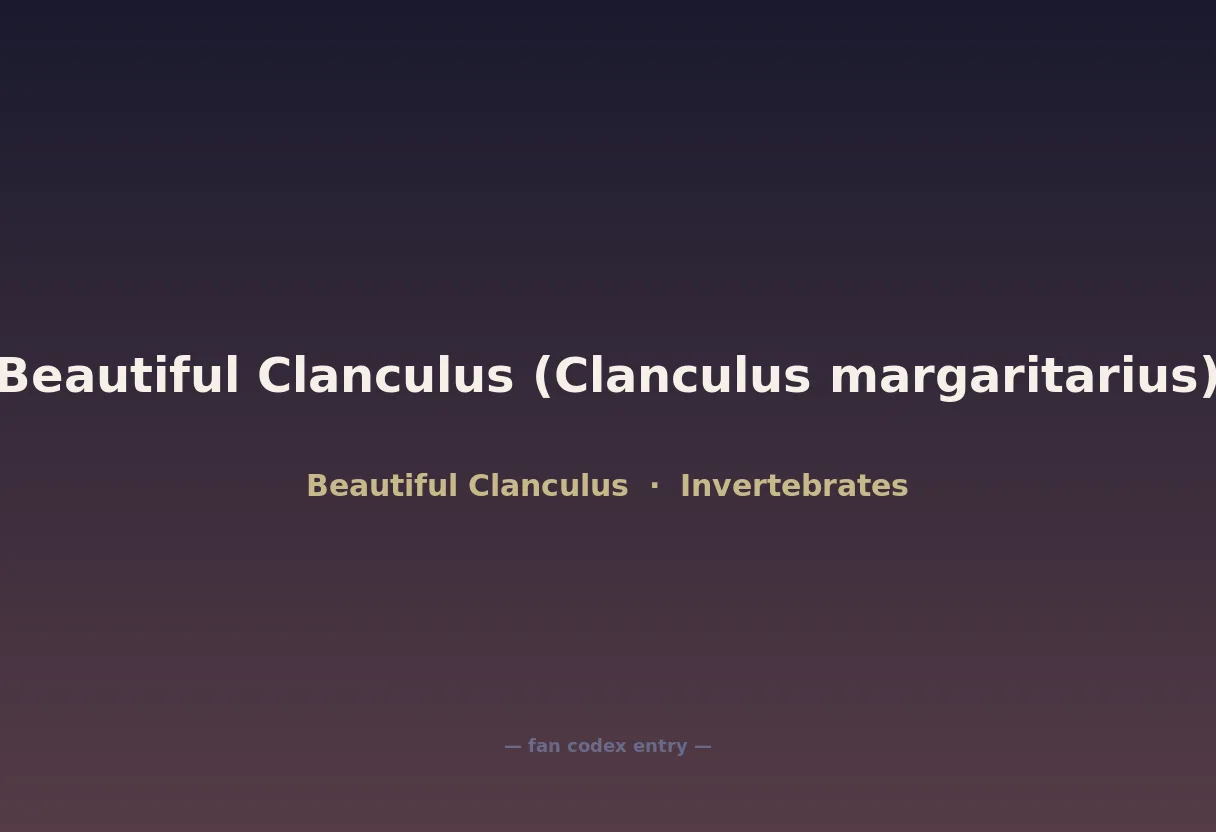 Beautiful Clanculus (Clanculus margaritarius)