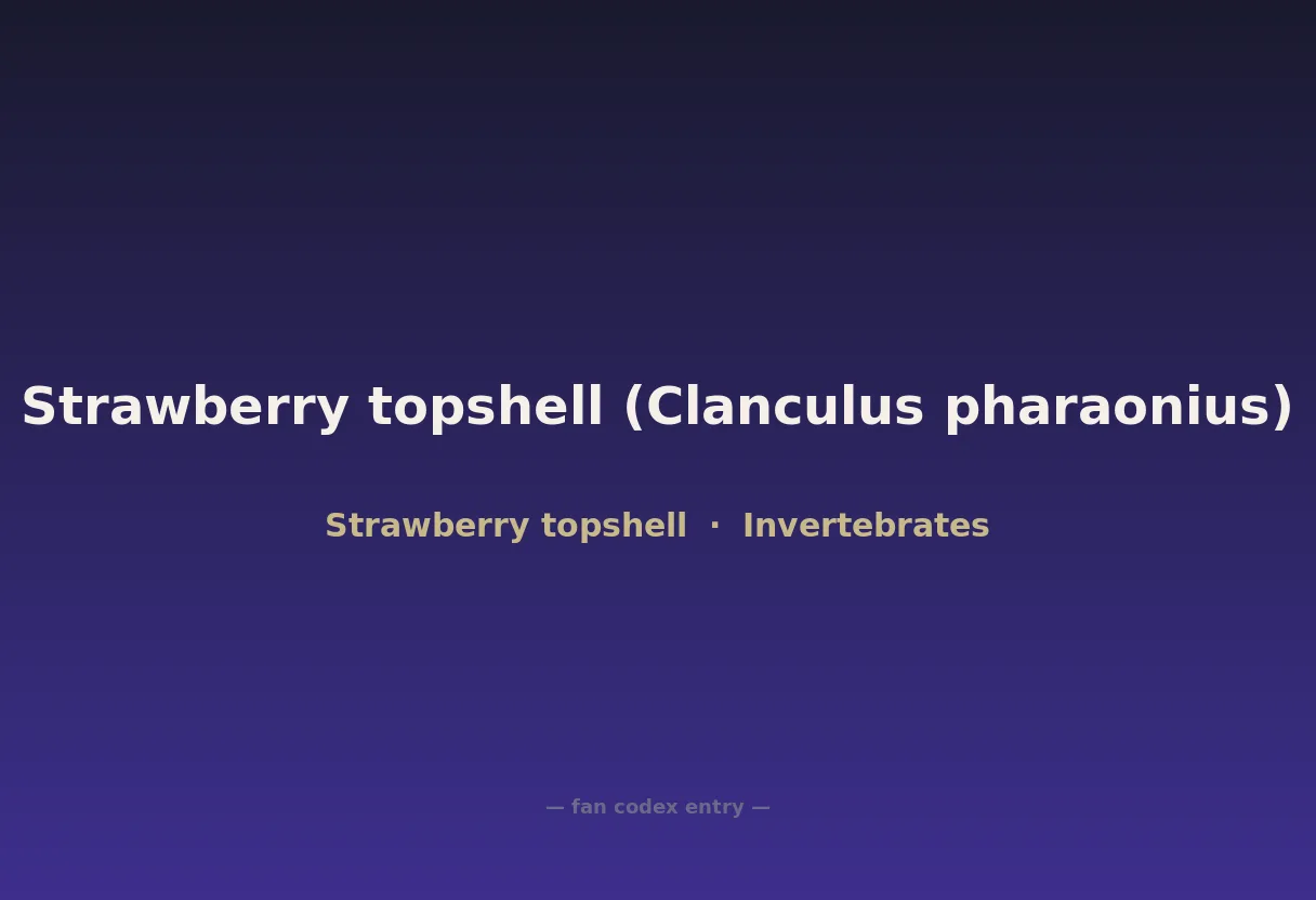 Strawberry topshell (Clanculus pharaonius)