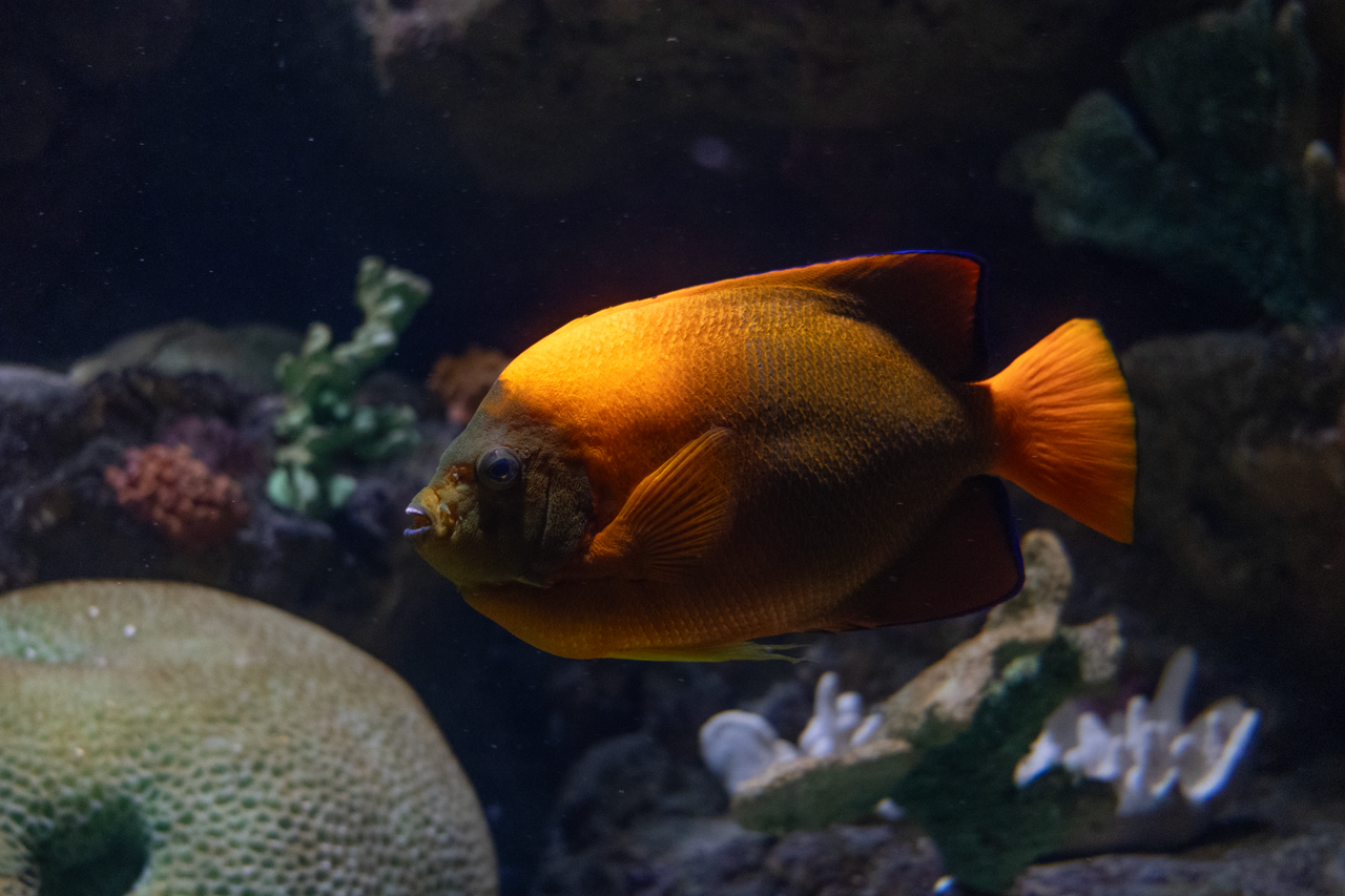 Clarion angelfish (Holacanthus clarionensis)