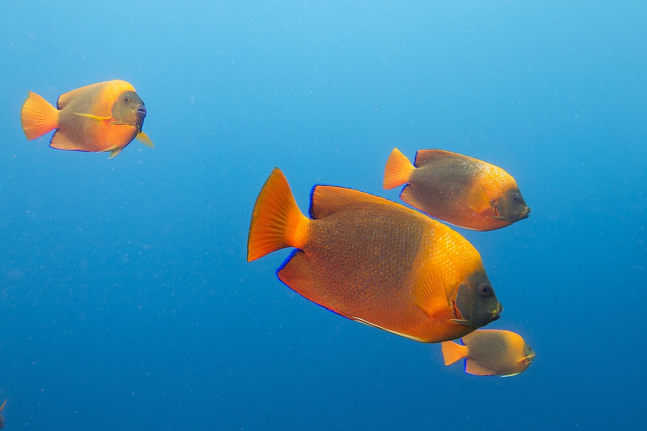 Clarion angelfish (Holacanthus clarionensis)