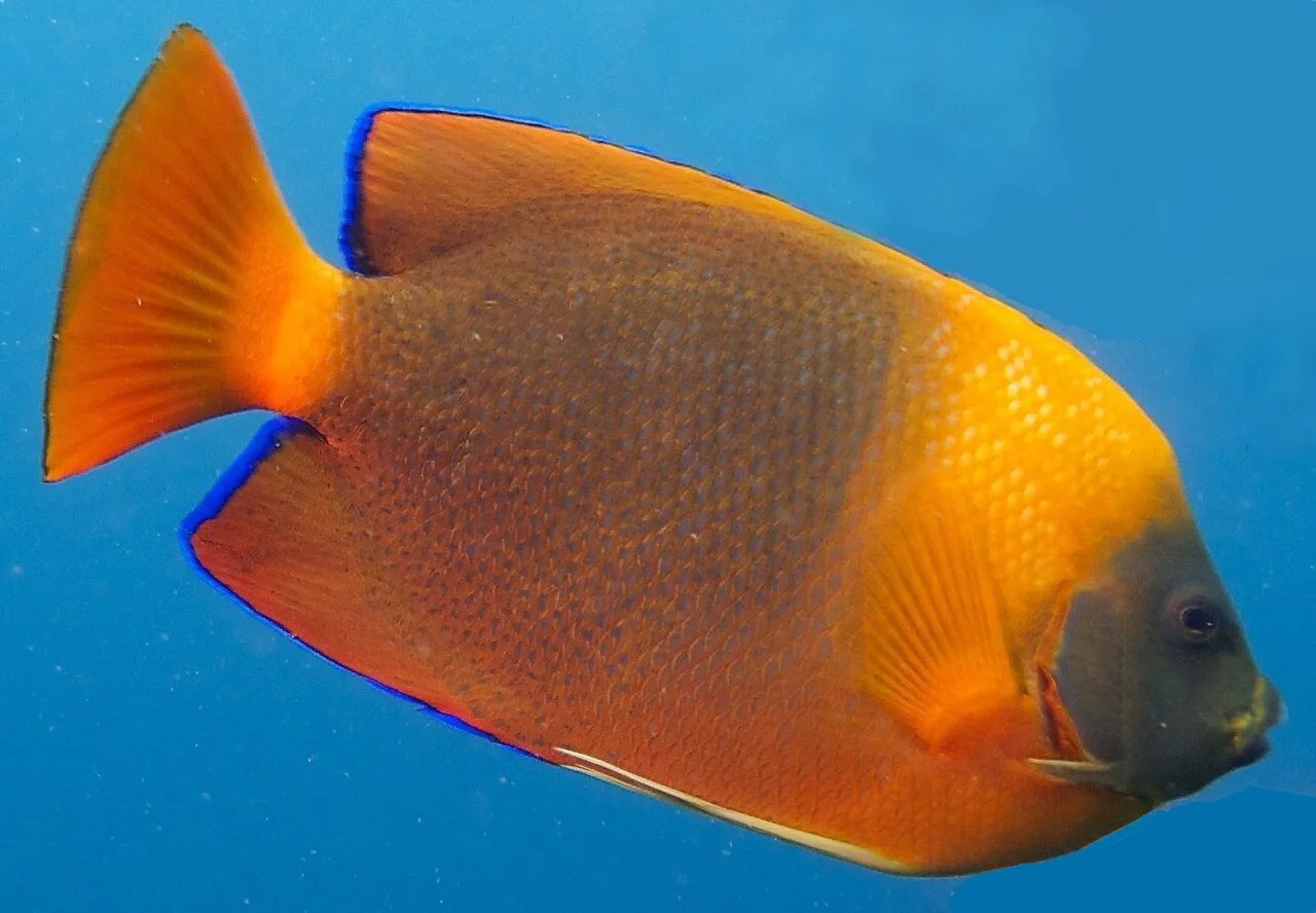 Clarion angelfish (Holacanthus clarionensis)