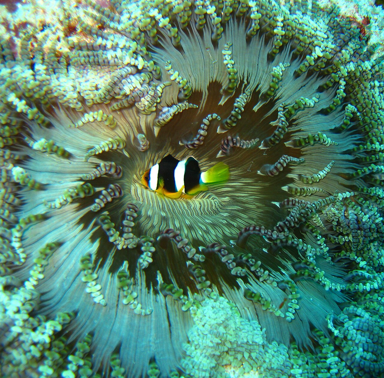 Clark's anemonefish (Amphiprion clarkii)
