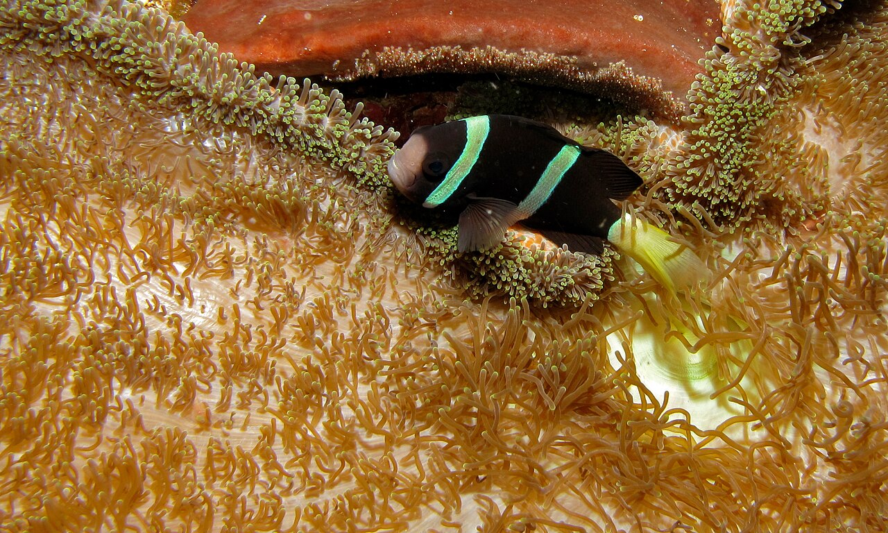 Clark's anemonefish (Amphiprion clarkii)