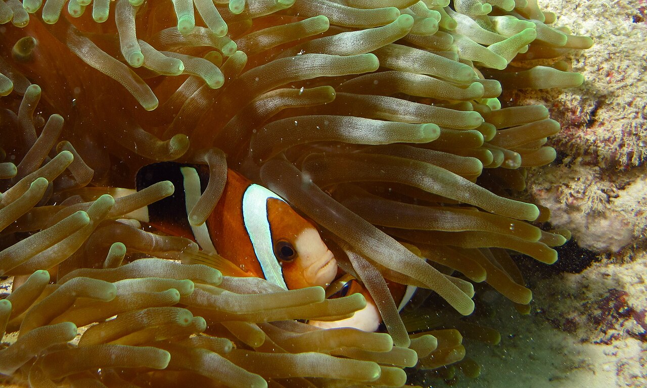 Clark's anemonefish (Amphiprion clarkii)