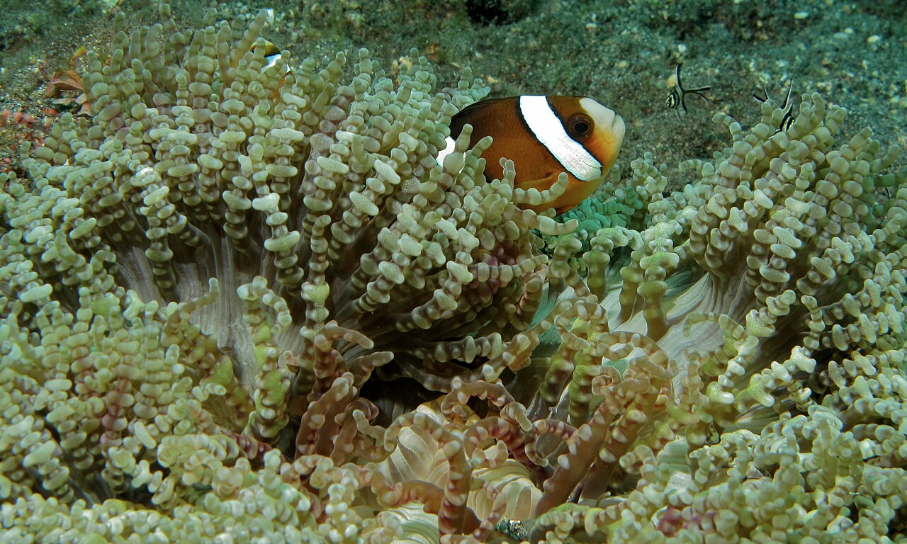 Clark's anemonefish (Amphiprion clarkii)