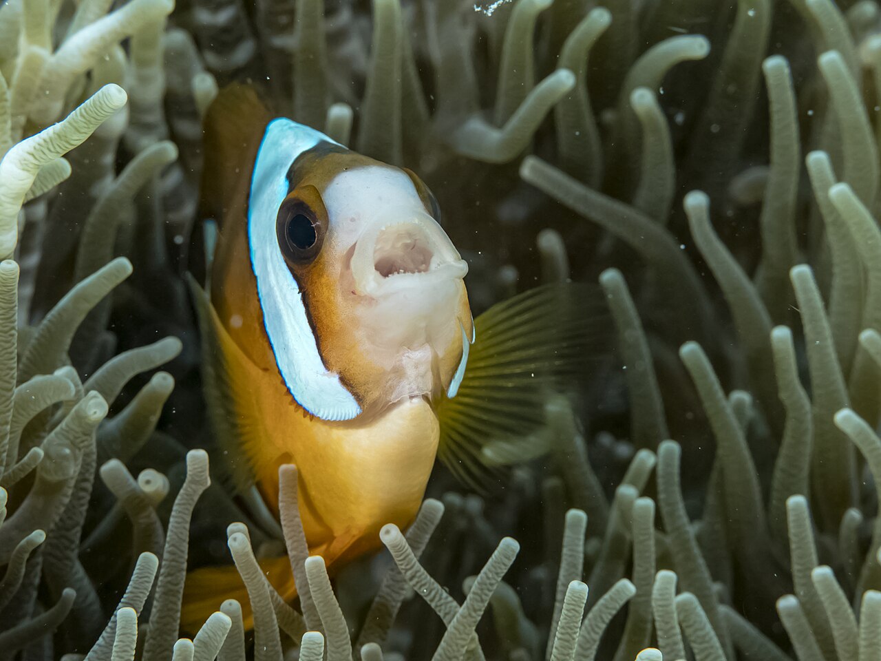 Clark's anemonefish (Amphiprion clarkii)