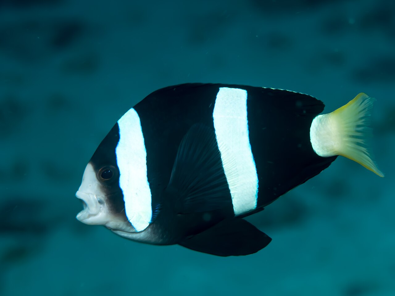 Clark's anemonefish (Amphiprion clarkii)