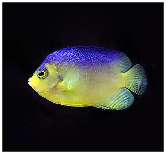 Cocos-Keeling angelfish (Centropyge colini)