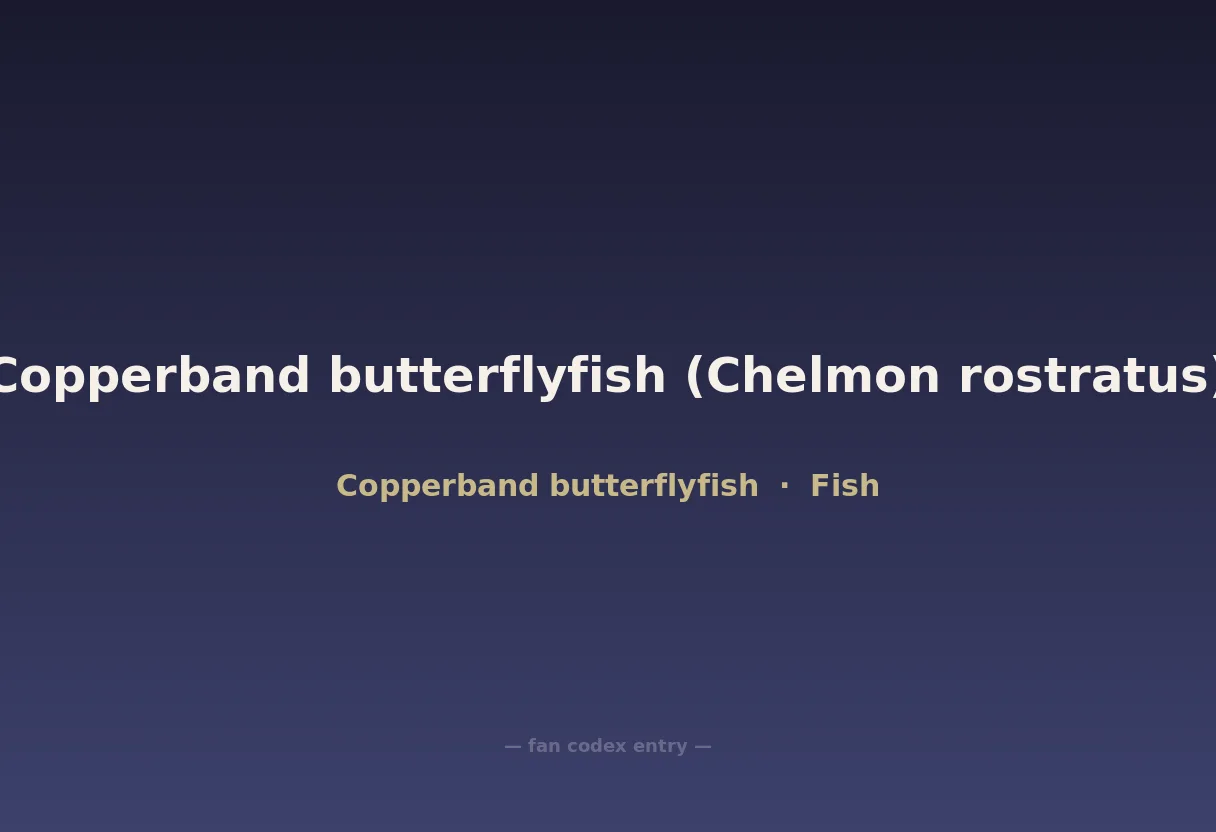 Copperband butterflyfish (Chelmon rostratus)