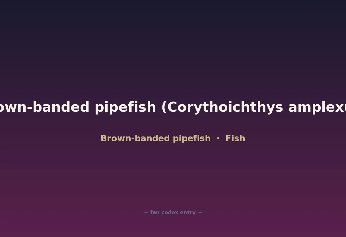 Brown-banded pipefish (Corythoichthys amplexus)