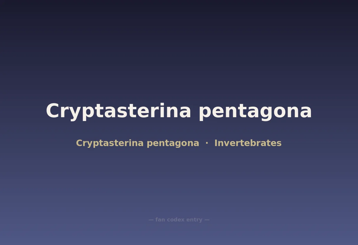 Cryptasterina pentagona