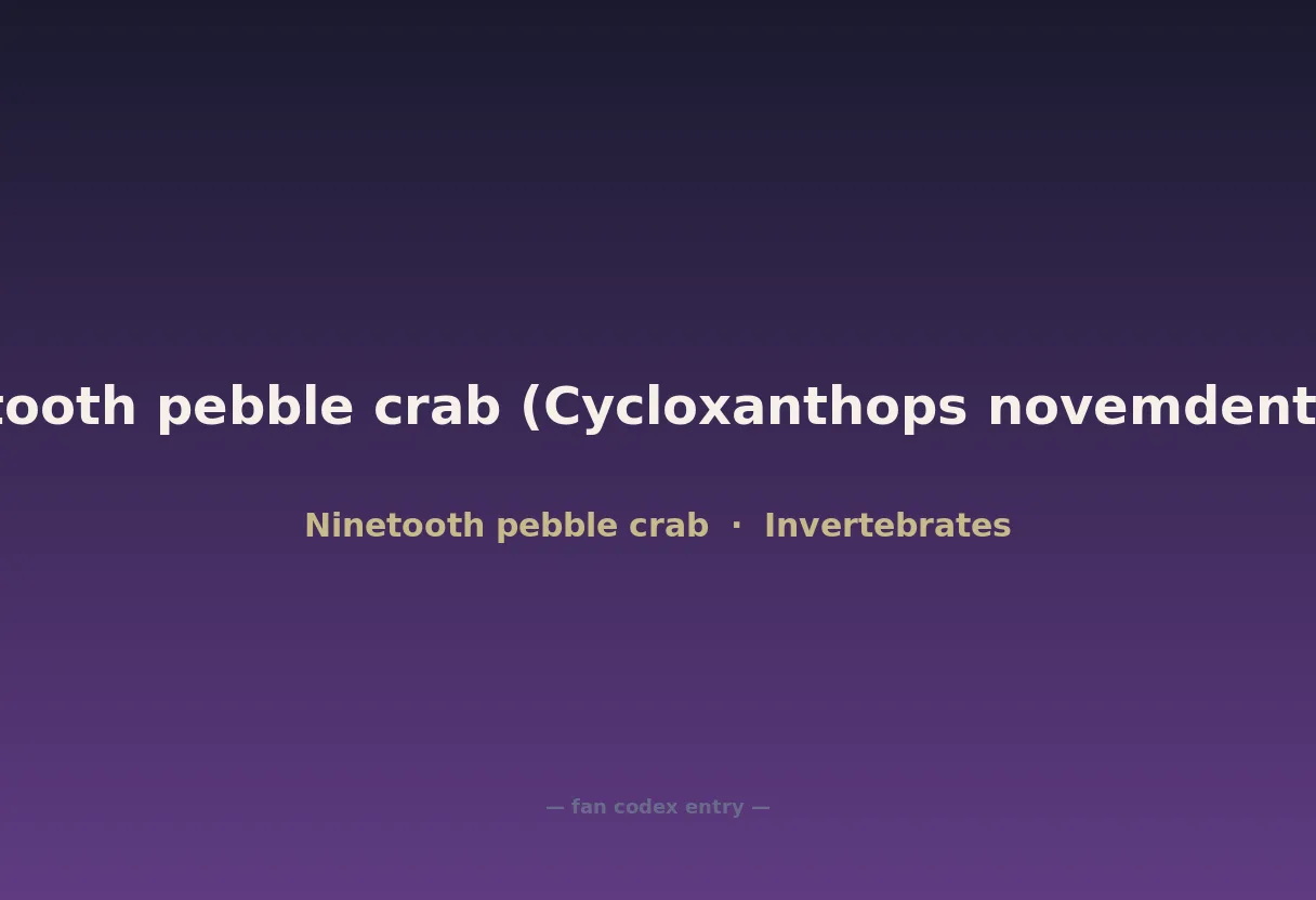 Ninetooth pebble crab (Cycloxanthops novemdentatus)