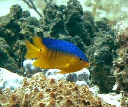 Damselfish (Stegastes xanthurus)