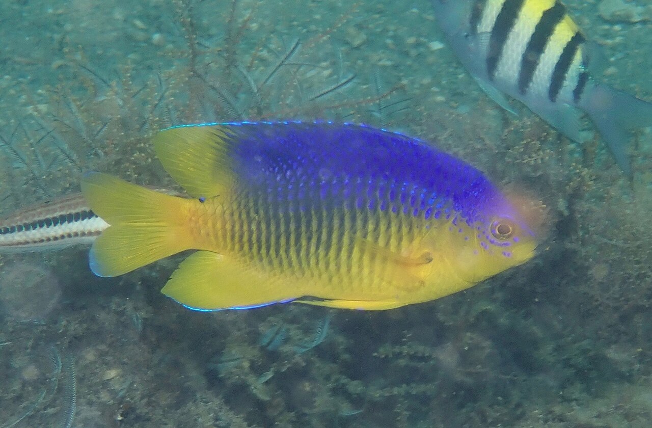 Damselfish (Stegastes xanthurus)