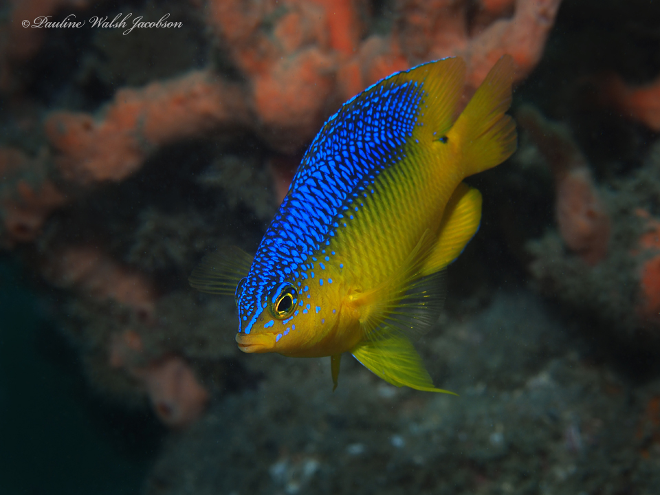 Damselfish (Stegastes xanthurus)