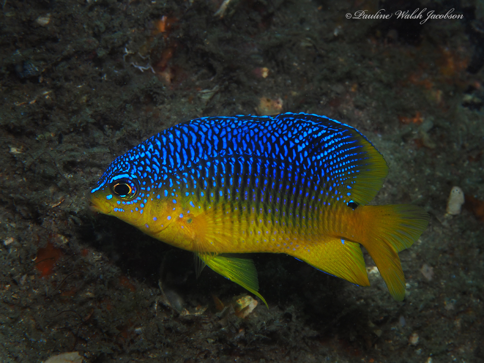 Damselfish (Stegastes xanthurus)