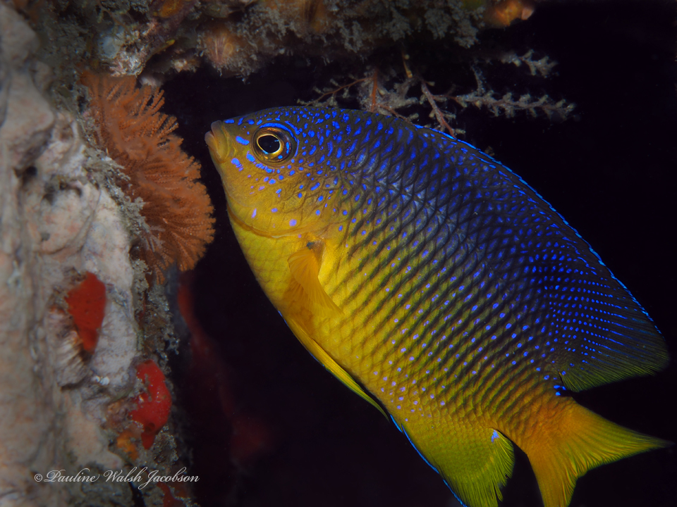 Damselfish (Stegastes xanthurus)