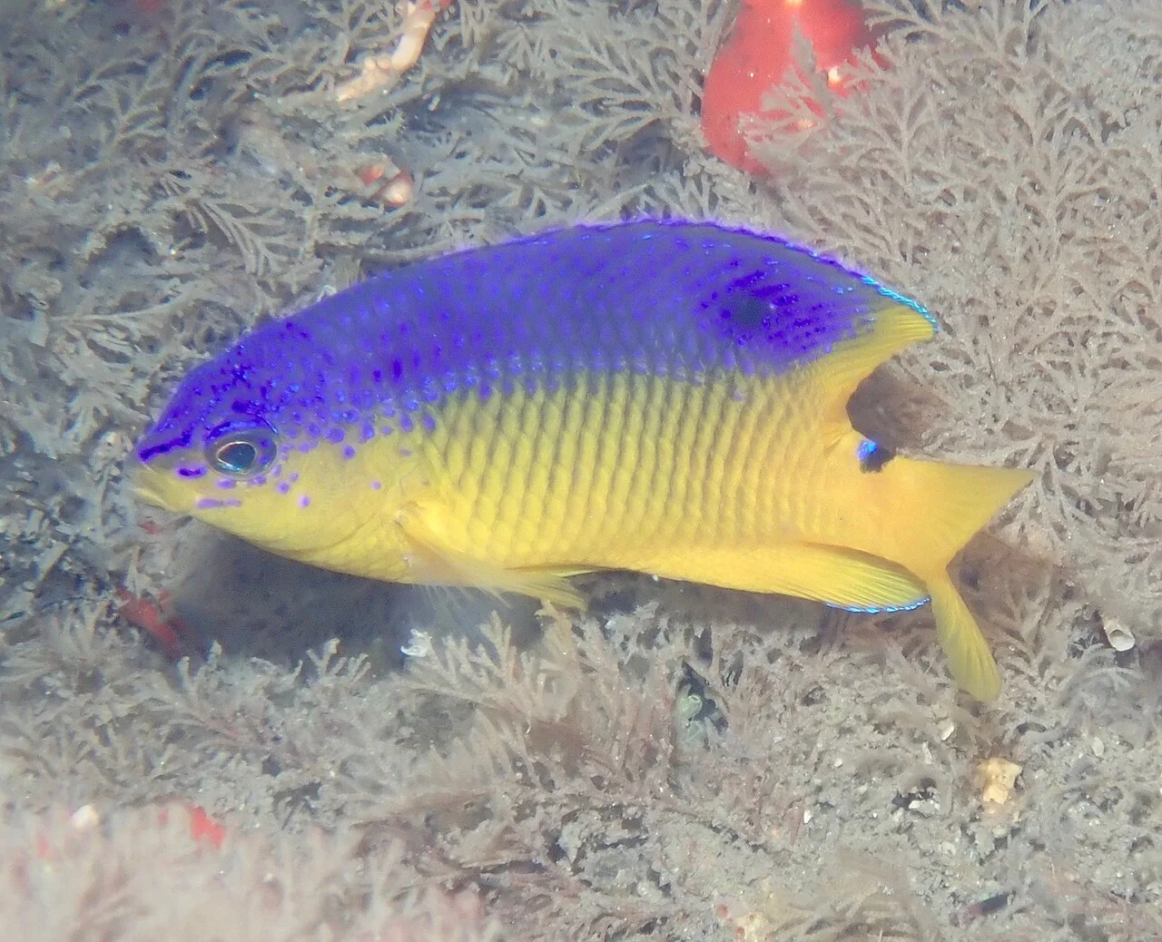 Damselfish (Stegastes xanthurus)