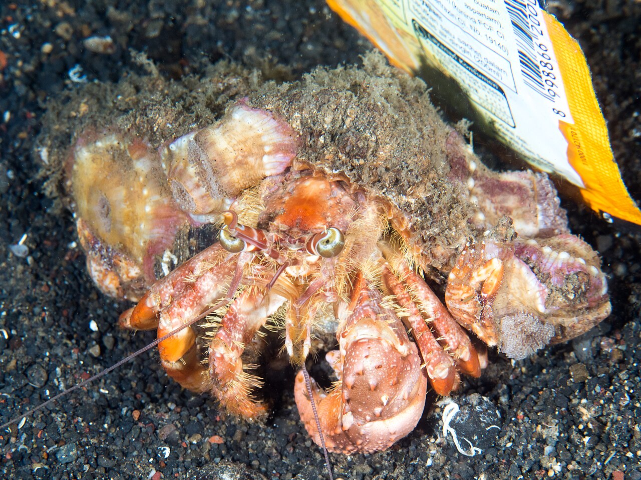 Anemone hermit crab (Dardanus pedunculatus)