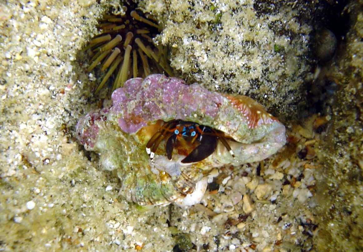 Anemone hermit crab (Dardanus pedunculatus)