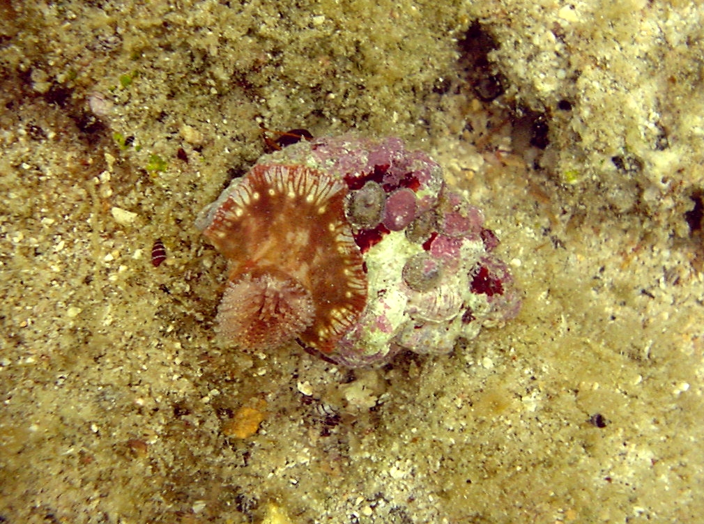 Anemone hermit crab (Dardanus pedunculatus)