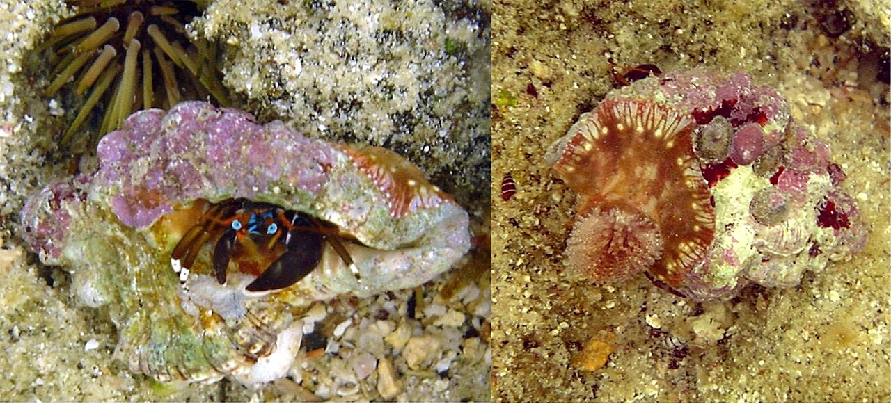 Anemone hermit crab (Dardanus pedunculatus)