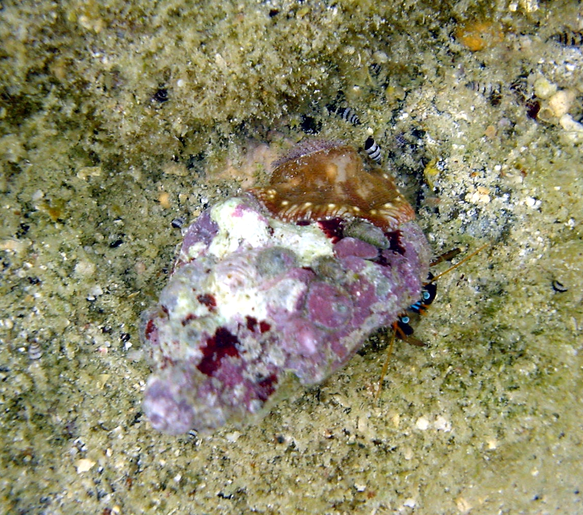 Anemone hermit crab (Dardanus pedunculatus)