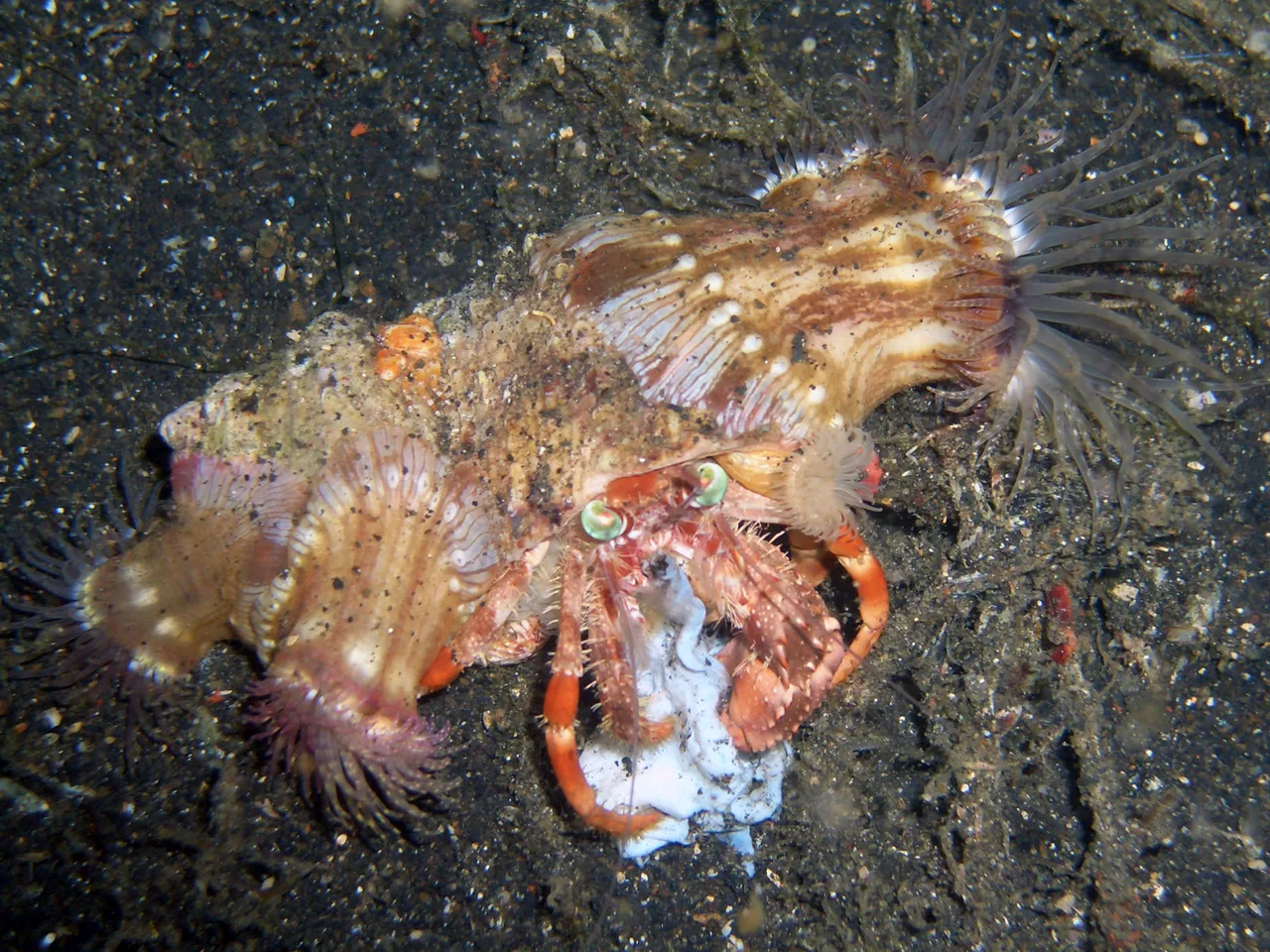 Anemone hermit crab (Dardanus pedunculatus)