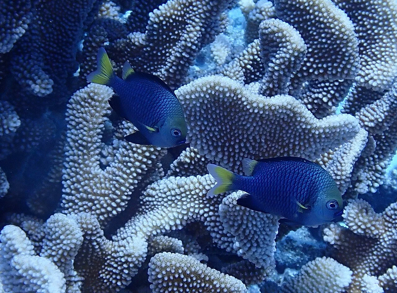 Yellowtail dascyllus (Dascyllus flavicaudus)
