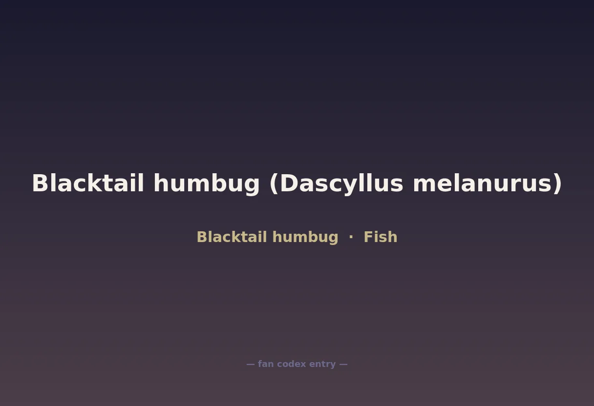Blacktail humbug (Dascyllus melanurus)