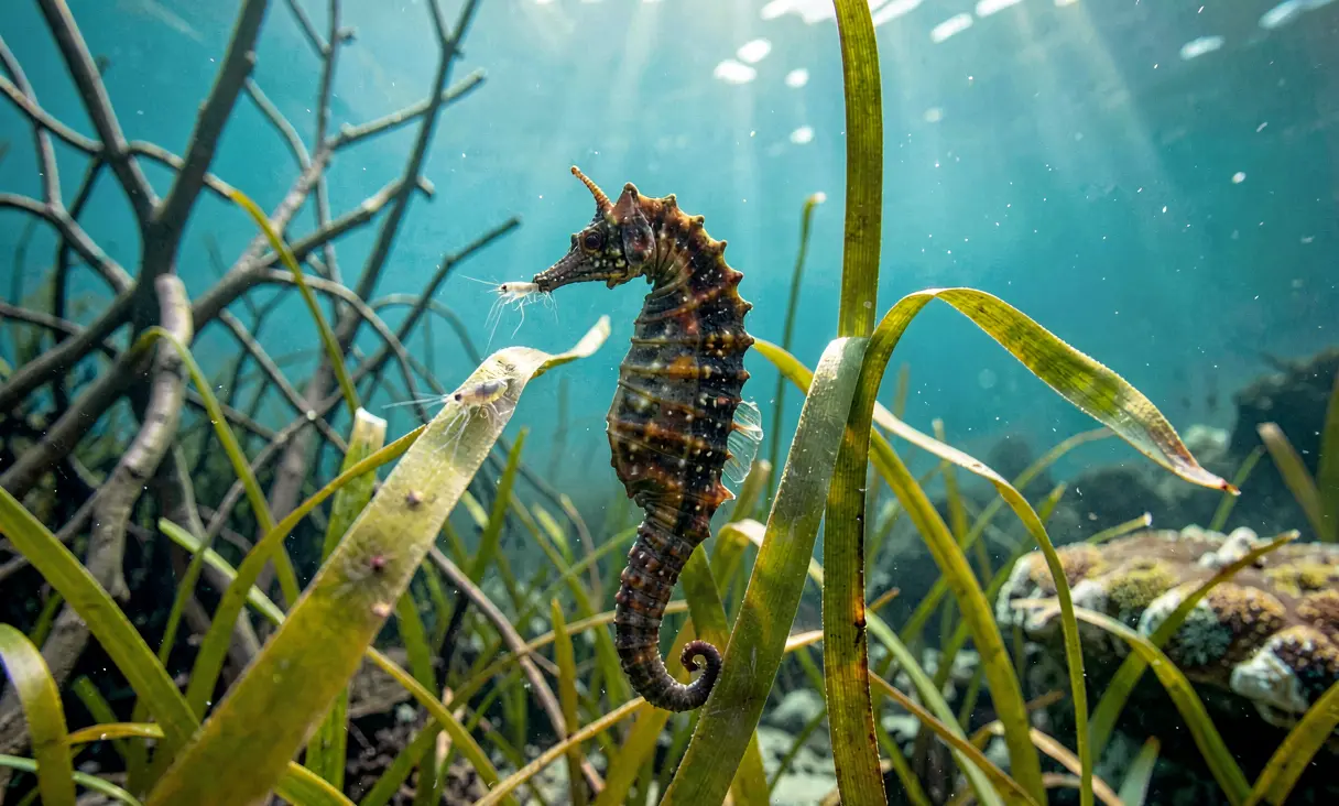 Hippocampus kuda