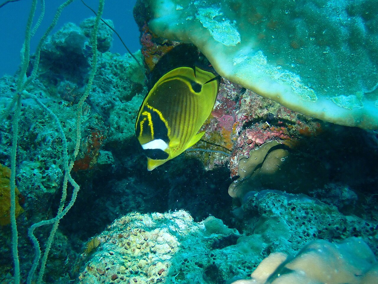 Chaetodon lunula