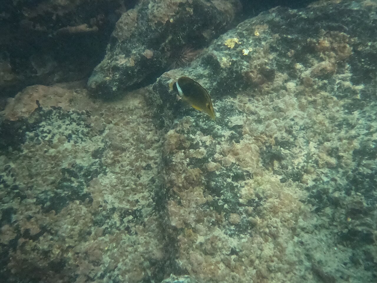 Chaetodon lunula