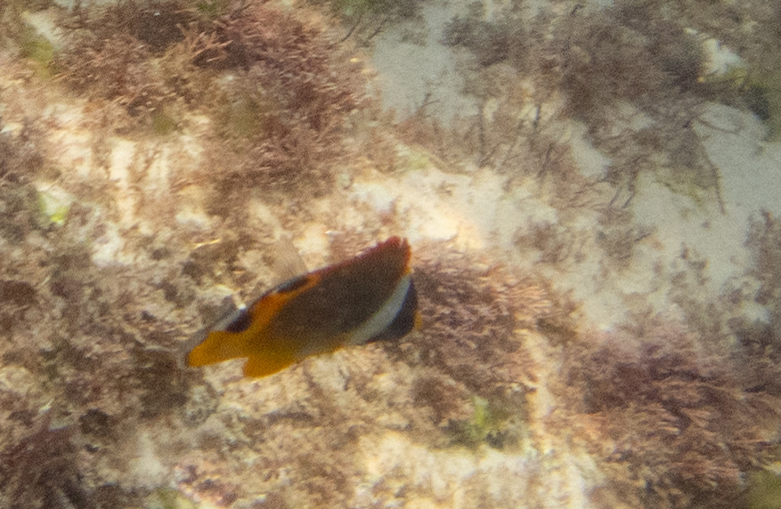 Chaetodon lunula