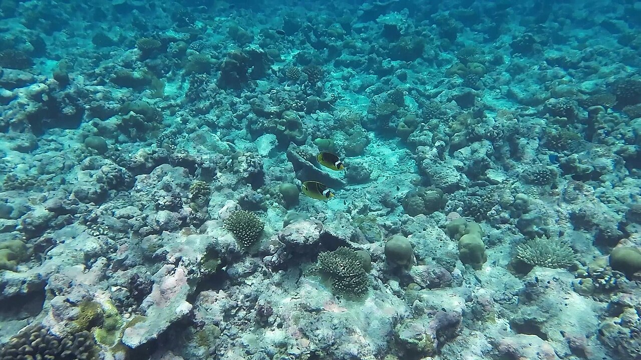 Chaetodon lunula