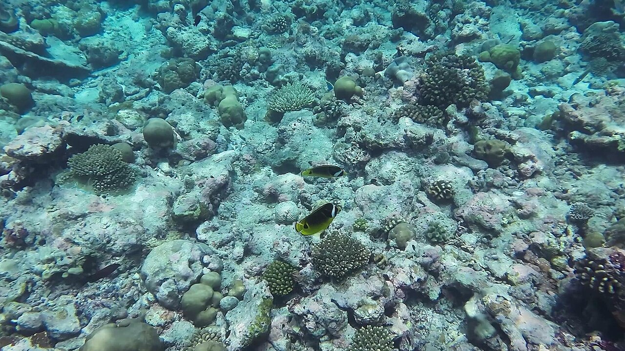 Chaetodon lunula