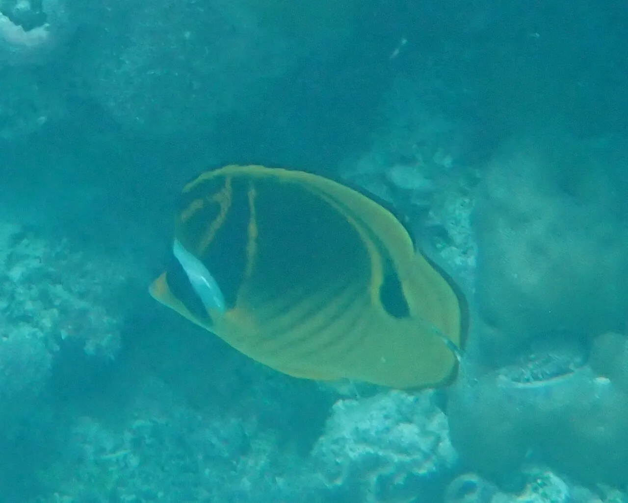 Chaetodon lunula