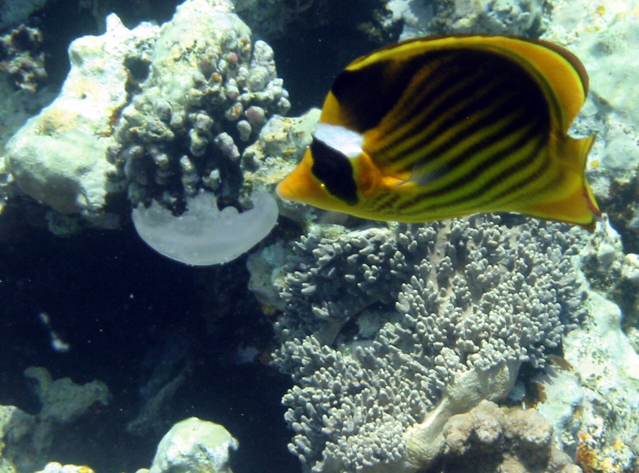 Diagonal butterflyfish (Chaetodon fasciatus)