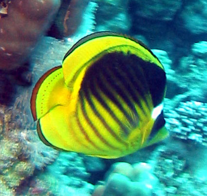 Diagonal butterflyfish (Chaetodon fasciatus)
